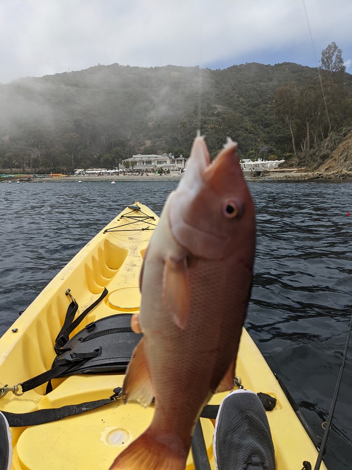 Kayak Fishing For Yellowtail